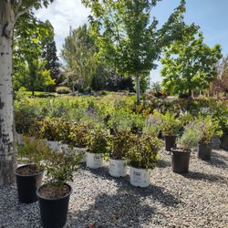 Mountain View Tree Farm - 5 gallon Shrubs in Nursery section.