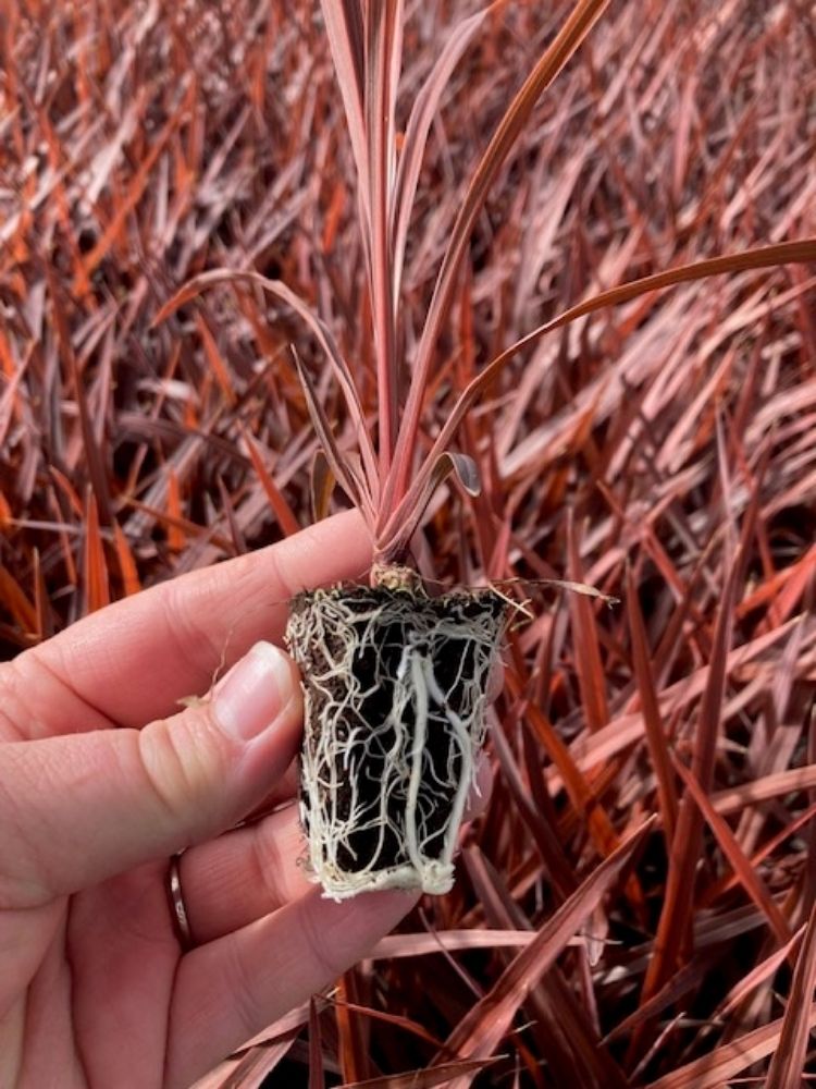 MIYAKO NURSERY Updated August 2024 552 W 140th St, Gardena, California Nurseries