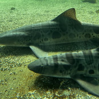 Ocean World - Aquariums Near Me - Crescent City, California