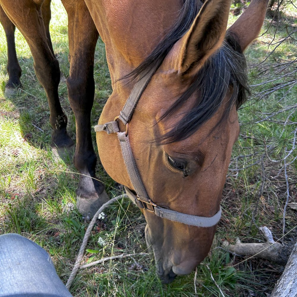 Riding Wild - Community Service/Non-Profit Near Me Riding Wild - Community Service/Non-Profit Near Me
