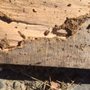 Photo of Redwood Termite Control