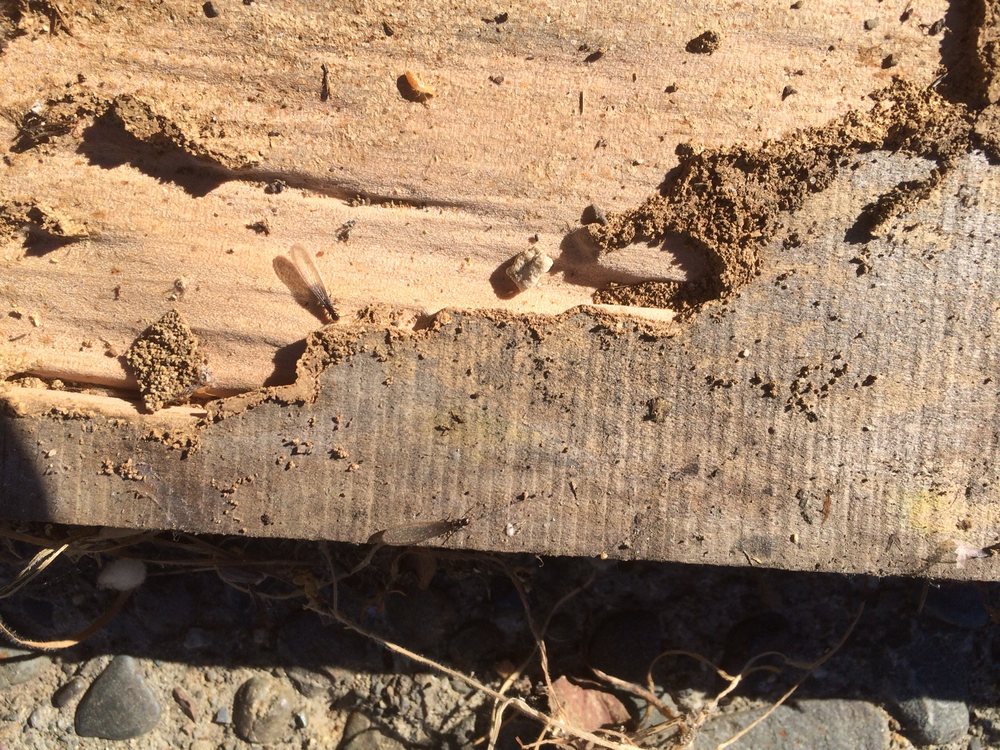 REDWOOD TERMITE CONTROL Updated September 2024 10 Photos Crescent