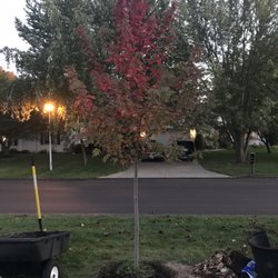 Maple Lake Tree Farm