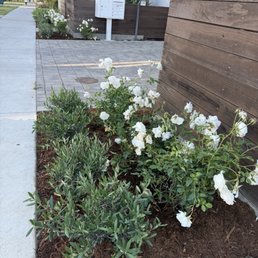 Roses and Ollie's from Nick's nursery, planted by Ever Roses and Ollie's from Nick's nursery, planted by Ever