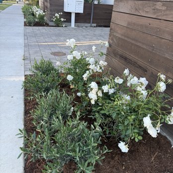 Nick's Nursery - Roses and Ollie's from Nick's nursery, planted by Ever - Nurseries & Gardening Near Me - Sun Valley, California
