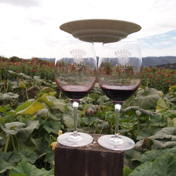 Regusci Winery - Regusci pick up party at their organic garden! great! - Wine Tasting Room Near Me - Napa, California Regusci Winery - Regusci pick up party at their organic garden! great! - Wine Tasting Room Near Me - Napa, California