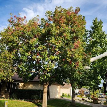 Forrest Tree Service - Tree Services Near Me - North Highlands, California Forrest Tree Service - Tree Services Near Me - North Highlands, California