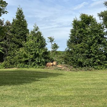 ER Tree Services - Post dead tree cut down - Tree Services Near Me - Harrisonburg, Virginia ER Tree Services - Post dead tree cut down - Tree Services Near Me - Harrisonburg, Virginia