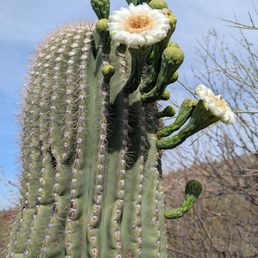 Sahuaro blossoming Sahuaro blossoming