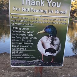 Scripps Library Pond - Please DON'T Feed Us BREAD!