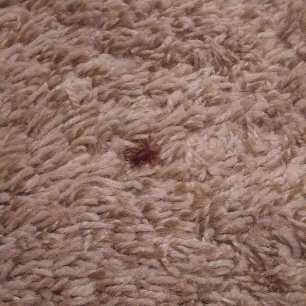 Black Widow Exterminators - woodlose hunter spider inside my house - Pest Control Near Me Black Widow Exterminators - woodlose hunter spider inside my house - Pest Control Near Me