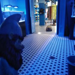 Blue Zoo