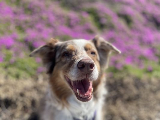 Carlsbad Strawberry Company by null
