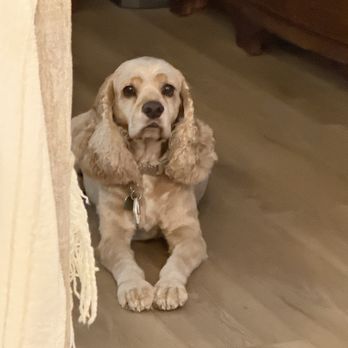 Pet House & Spa - Pet Groomers Near Me - Menifee, California Pet House & Spa - Pet Groomers Near Me - Menifee, California