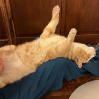 The Loving Groomer - Cheddar livin the dream - Pet Groomers Near Me