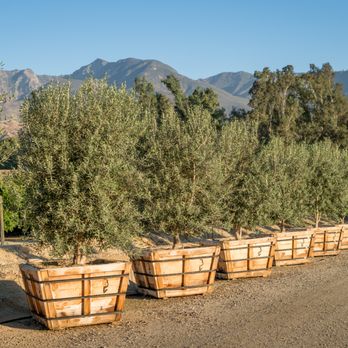 BrightView Tree Company - Fruitless Swan Hill Olives - Tree Services Near Me - Fillmore, California BrightView Tree Company - Fruitless Swan Hill Olives - Tree Services Near Me - Fillmore, California