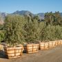 BrightView Tree Company