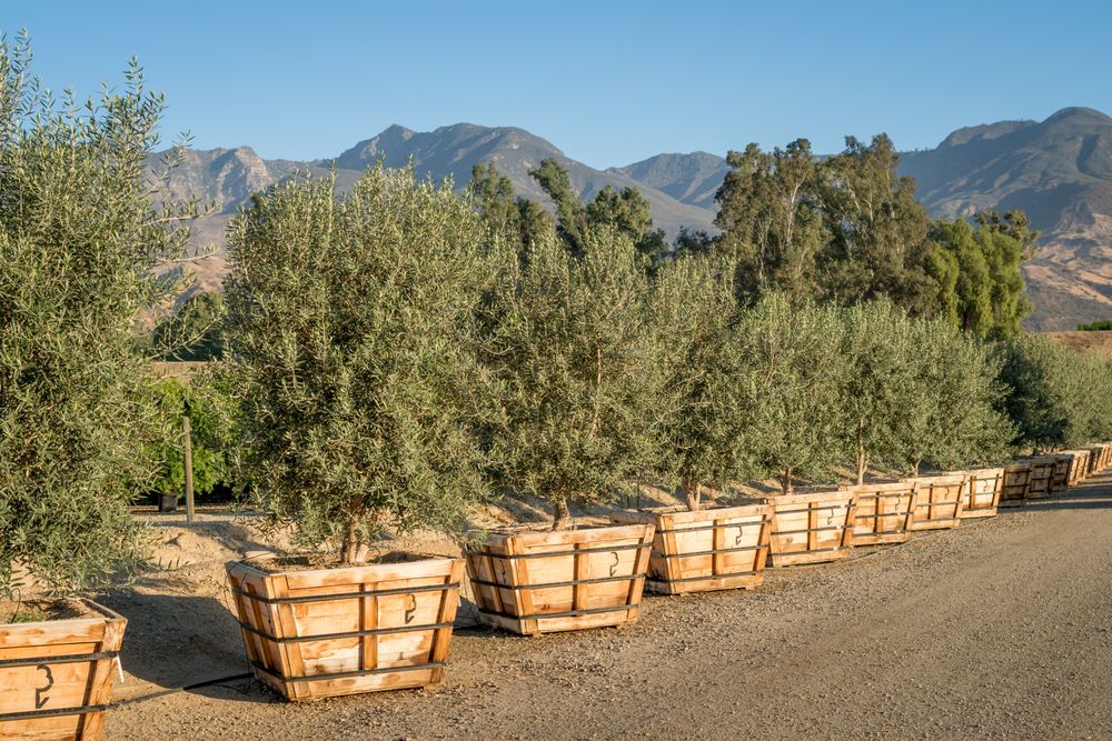 BRIGHTVIEW TREE COMPANY Updated September 2024 3200 W Telegraph Rd, Fillmore, California