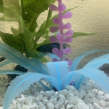 Fintique - First plant purchased, instant hit! - Pet Stores Near Me - San Antonio, Texas