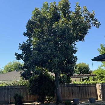 Travis Tree Service - Just before the tree was removed. - Tree Services Near Me - Fresno, California