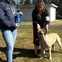 Photo of Holiday Kennels