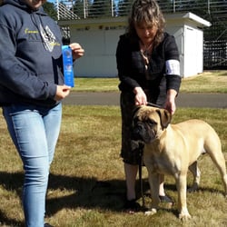 Holiday Kennels - This is our boy winning at his dog show just one day after coming home from holiday kennels.