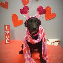 Unlimited Pawsibilities - Maggie