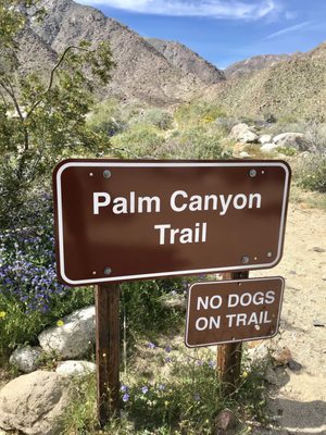 Borrego Palm Canyon Nature Trail by null