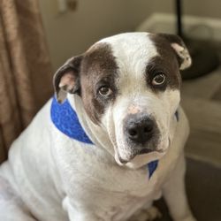 Shaggy Chic Pet Boutique - Gunner with the look they loved at Shaggy Chic