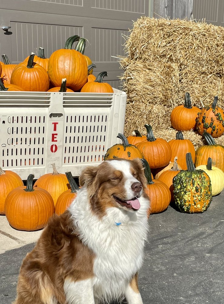 Ten Eyck Orchard Logo