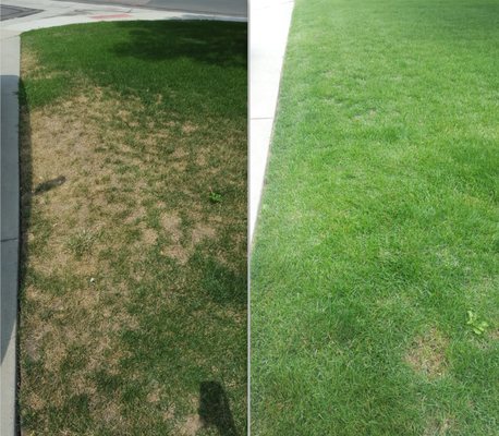 Irrigation - before and after irrigation