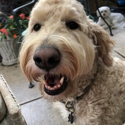 Out and About Pet Care