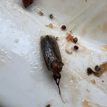 Kazzi-Beach Greek - Cockroach in the meal at Kazzi Mosman. - Greek Near Me - Mosman, NSW Kazzi-Beach Greek - Cockroach in the meal at Kazzi Mosman. - Greek Near Me - Mosman, NSW