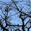 Lake Balboa/Anthony C. Beilenson Park gift card