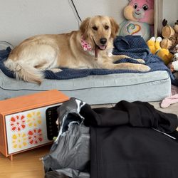 The Barn Dog Grooming - My Dog