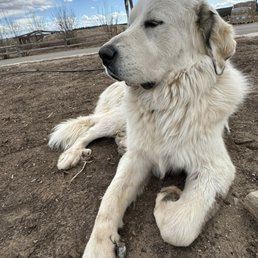 Guard Dog