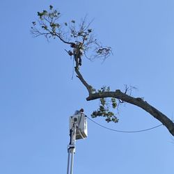 Foxx Tree Service