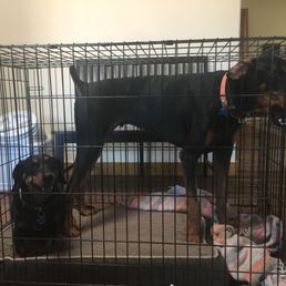 Two dogs are inside a metal crate, one sitting on a bed and the other standing, in an indoor setting.