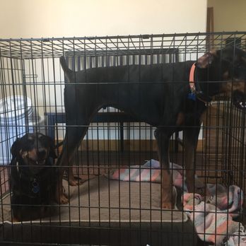 Simply Diego's - Two dogs are inside a metal crate, one sitting on a bed and the other standing, in an indoor setting. - Pet Stores Near Me - Albuquerque, New Mexico