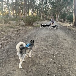 Terra Linda Sleepy Hollow Ridge - Husky spotting a pack of Huskies on our afternoon walk.