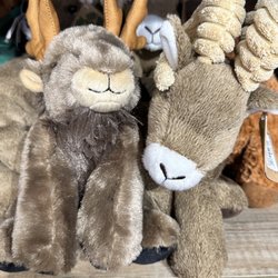 Cool As A Moose - Moose
