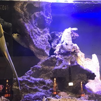 Amerikan Ichi - 4/11/2019: Salt water aquarium behind the sushi bar. - Sushi Bars Near Me - Placerville, California Amerikan Ichi - 4/11/2019: Salt water aquarium behind the sushi bar. - Sushi Bars Near Me - Placerville, California