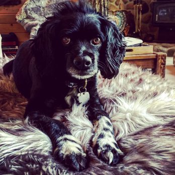 Pets Vet - Brando was well taken care of following a coyote attack. Thank you all at Pets Vet! - Veterinarians Near Me - Hemet, California