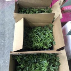 West Coast Clones