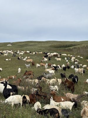 Nose Hill Park by null
