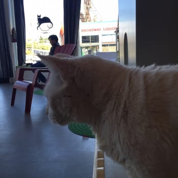 Cat Town - Animal Shelters Near Me - Oakland, California