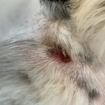 Ken Neill Kennels - She had to be stitched up due to Britney's carelessness. - Pet Groomers Near Me - Palmdale, California