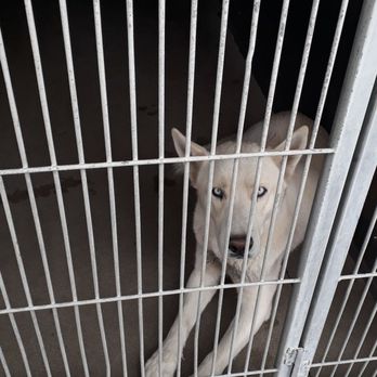 Animal Services - So gentle - Animal Shelters Near Me - San Bernardino, California Animal Services - So gentle - Animal Shelters Near Me - San Bernardino, California