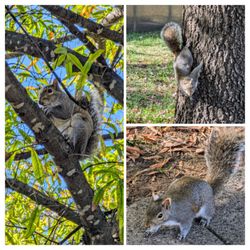 Bicentennial Capitol Mall State Park - This squirrel kept stopping to pose for me!