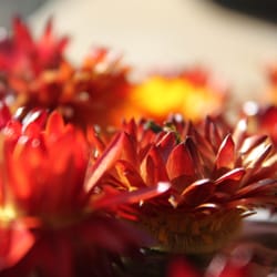 Abbondanza Massage and Wellness